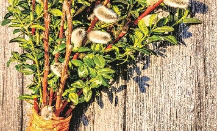 In Ybbsitz hält man die Tradition des Palmbuschenbindens hoch. Foto: FooTToo/Shutterstock.com