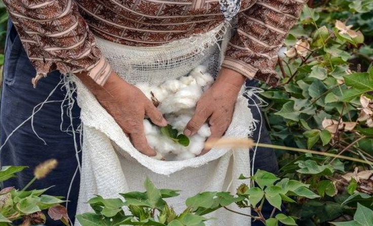 Die Arbeitsbedingungen von Baumwollbauern sind oft schockierend. Foto: vuqarali/Shutterstock.com