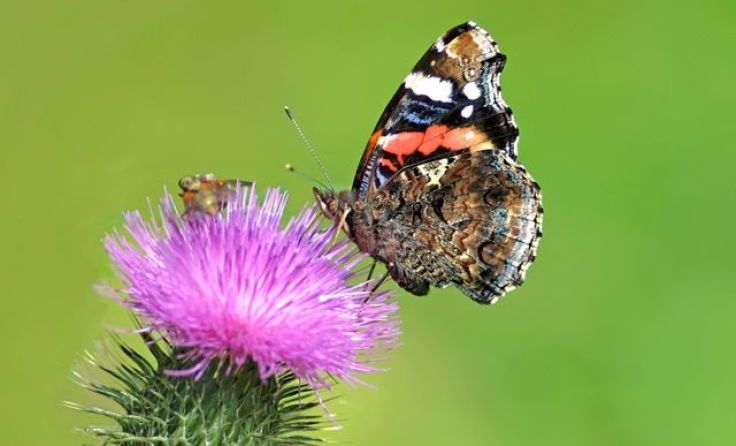 Was nur wenige wissen: Es gibt auch dornenlose Disteln. Foto: Pixabay