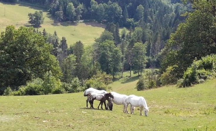 Auch in diesem Herbst bietet die Caritas Trauerwanderungen an. Foto: Hürner