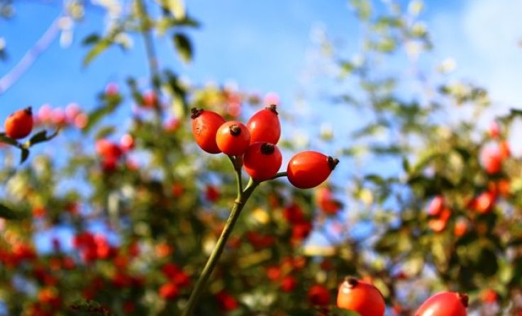 Eine Vitamin-C-Bombe: die Hagebutte (Foto: Karoline Postlmayr)