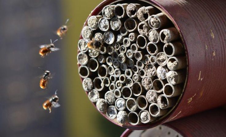 Foto: Natur im Garten/Kropf