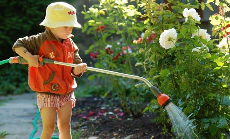 Am besten gießt man zeitig in der Früh.Foto: AdobeStock