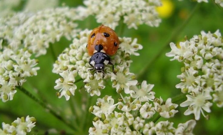 Am 22. Jänner findet ein Online-Vortrag über Nützlinge im Garten statt.Foto: Natur im Garten