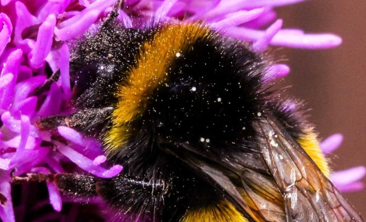 Hummeln zählen zu den Wildbienen. Foto: philpace/Pixabay