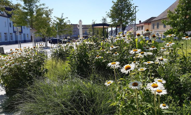 Bepflanzter Hauptplatz von St. Leonhard am Forst (Foto: „Natur im Garten“/T. Steiner)