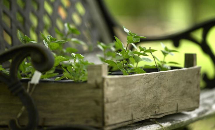 Interessierte können sich die wichtigsten Tipps zur Vorzucht holen. (Foto: Alexander Haiden)