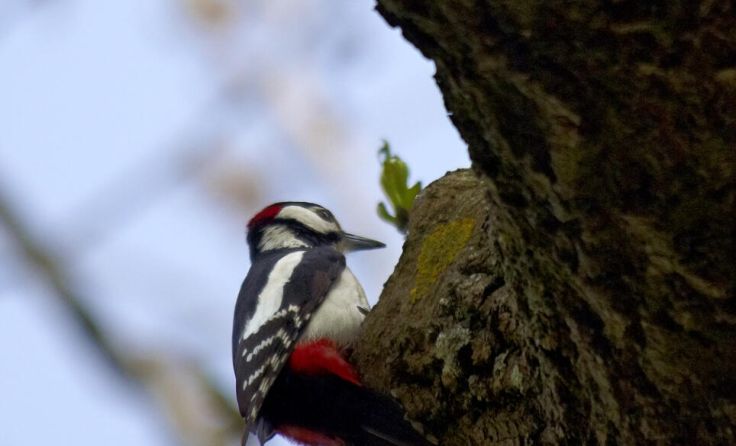 Singvögel sind nützliche Gartenbesucher. (Foto: Natur im Garten/Alexander Haiden)