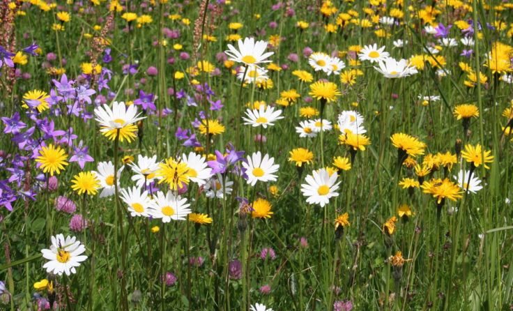 Eine Blumenwiese bietet einer Vielzahl an Tieren Lebensraum. (Foto: Naturm im Garten/Joachim Brocks)