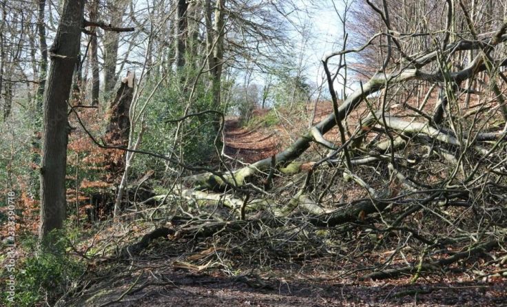 Die Sturmböen entwurzelten auch in der Forstheide Bäume. (Foto: contadora1999/AdobeStock)