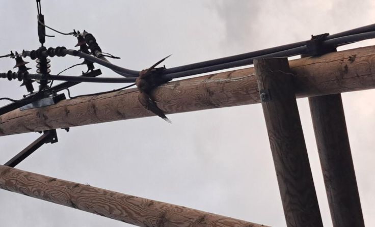 Der Unglücksvogel in misslicher Lage (Foto: Netz NÖ)
