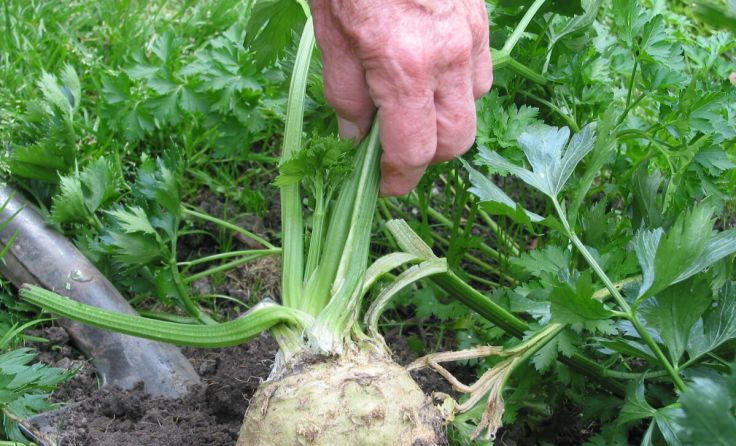 Vortrag Natur im Garten Speisekammer Garten