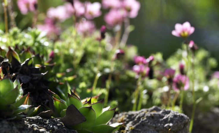 Schaugarten Hintersonnleitner in Waidhofen/Ybbs (Foto: NiG Alexander Haiden)