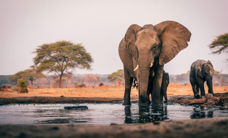 Botswana beeindruckt mit seiner Artenvielfalt. (Foto: Michael Kuhlmann/AdobeStock)
