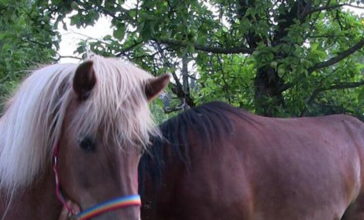 Einmal Cowboy sein