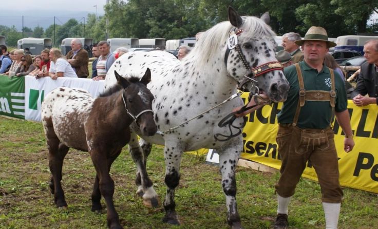 Die schönen Tiere werden von ihren Züchtern den Besuchern vorgeführt. 