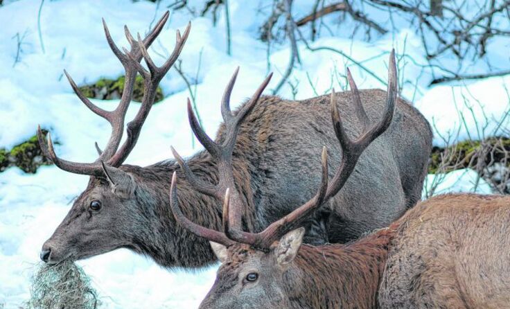 Das Rotwild kann beim Fressen beobachtet werden. * Foto: Sieghartsleitner
