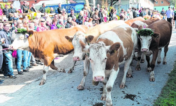 Wenn die Rinder die Alm verlassen, wird in Steinbach gefeiert. Foto: T-Man