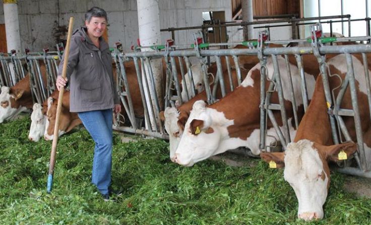 Waltraud Steiner füttert ihre Kühe.