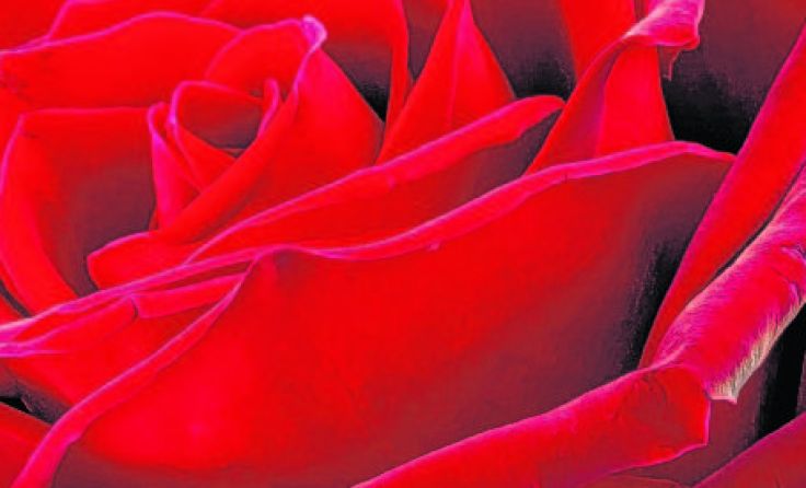 Die rote Rose symbolisiert die Liebe. Foto: Wodicka