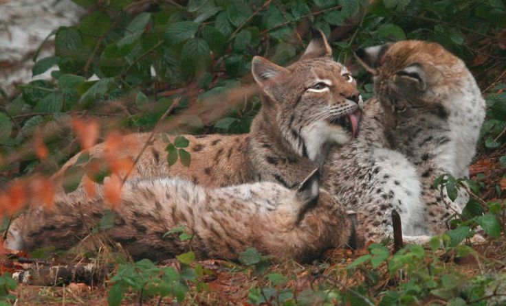Eine Luchsfamilie, Foto: Josef Limberger
