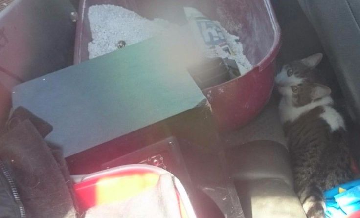 Fünf Kater waren zwei Tage im Auto eingesperrt. Foto: Tierparadies Schabenreith