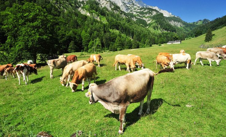 Auf die Blumaueralm werden um die 30 Rinder aufgetrieben. Foto: Sieghartsleitner