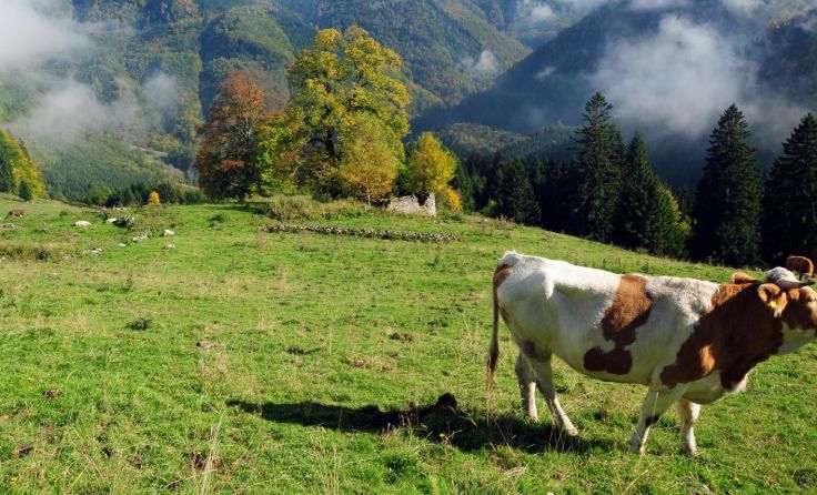 In der Nähe der Zaglbaueralm wurden früher Mangan und Braunstein abgebaut. Foto: Sieghartsleitner