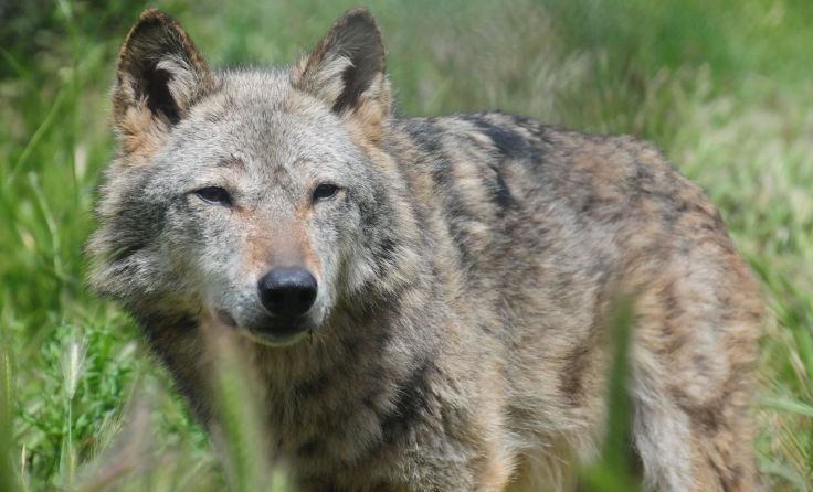 Wölfin Sienna streift durch den Wald des Wolfschutzzentrums Arcturos. Foto: Arcturos