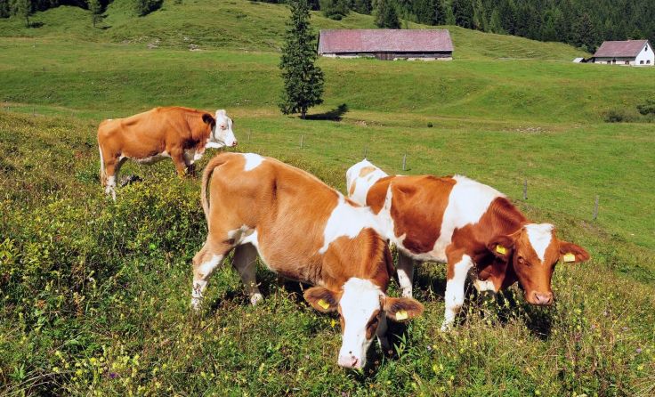 50 Jungrinder und Ochsen grasen von Mai bis September auf den Almflächen. Foto: Sieghartsleitner