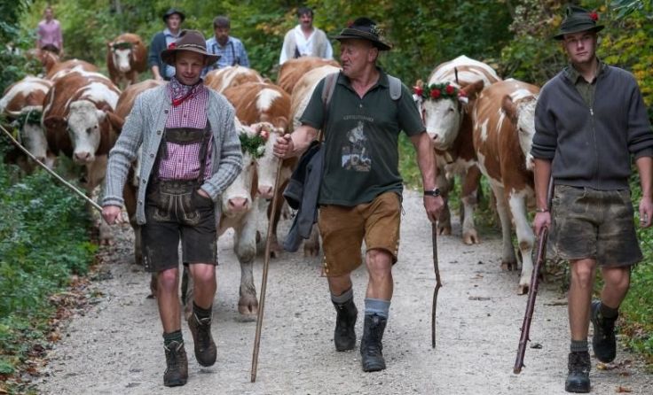 In Steinbach wird das Vieh mit einem großen Fest abgetrieben. Foto: T-Man