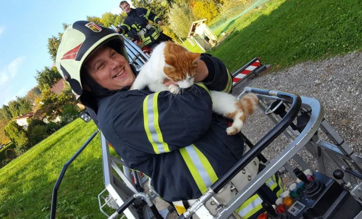 Die Katze wurde gerettet. Foto: FF Kirchdorf