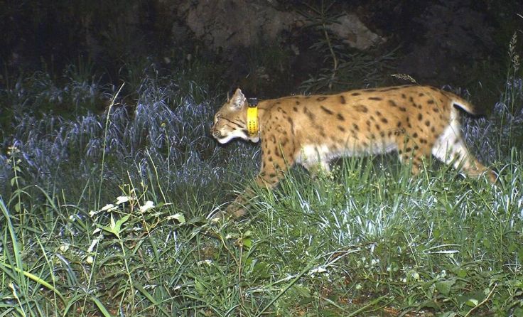 Der von H. Wolfsteiner getötete Luchs Juro, als er noch lebte. Foto: NP Kalkalpen, Fotofalle