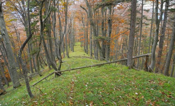 Der Toif Riedl in Molln ist noch nicht forstwirtschaftlich erschlossen.