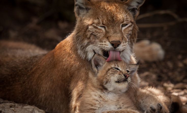 Ein Luchs mit Jungem, Foto: sciencevision / Rita Schlamberger