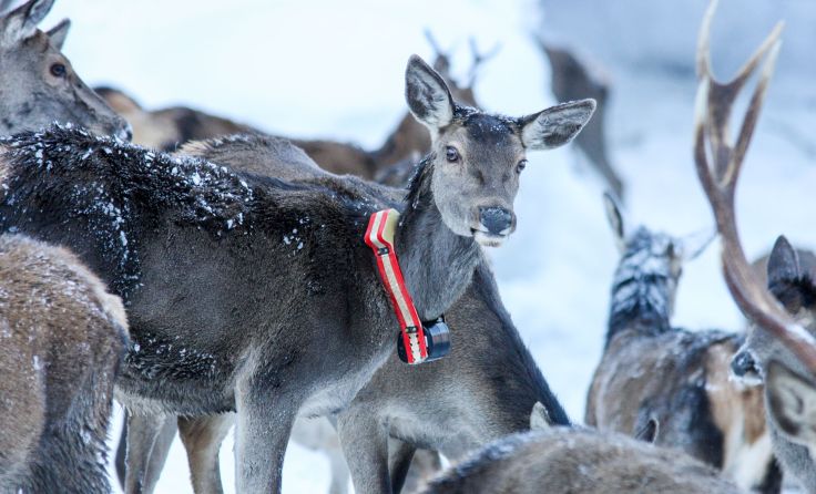 Eine besenderte Rotwild-Hirschkuh im Nationalpark Kalkalpen, Foto: ÖBf-Archiv / D. Dachs