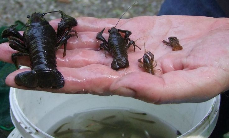 Eine Auswahl der Edelkrebse, die in den Radinger Teich übersiedelt wurden. Foto: W. Bejvl