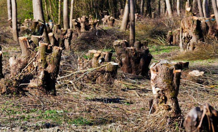 Ein 50-jähriger Mann verletzte sich bei einem Forstunfall in St. Pankraz. Symbolfoto: Wodicka