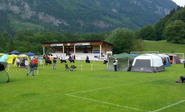 Die Siegerschau des Vereines für Schweizer Sennenhunde fand in Spital statt.