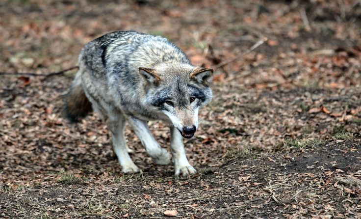 Die Landwirte sind über die Vermehrung des Wolfes besorgt. Foto: Weihbold