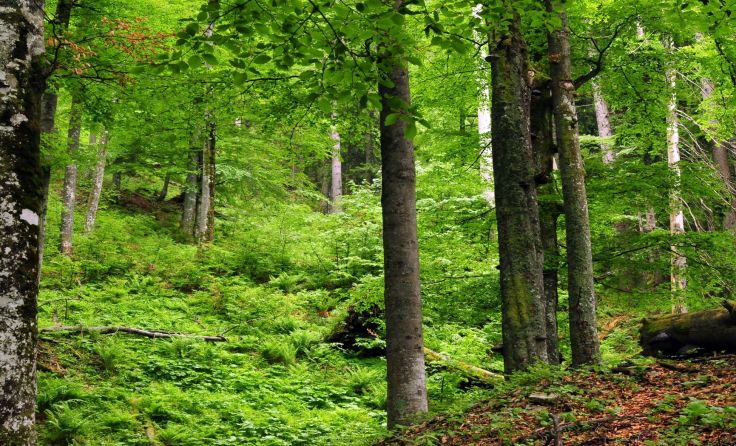 Die Buchen- und Buchenmischwälder bieten Insekten und Tieren Unterschlupf. Foto: Sieghartsleitner
