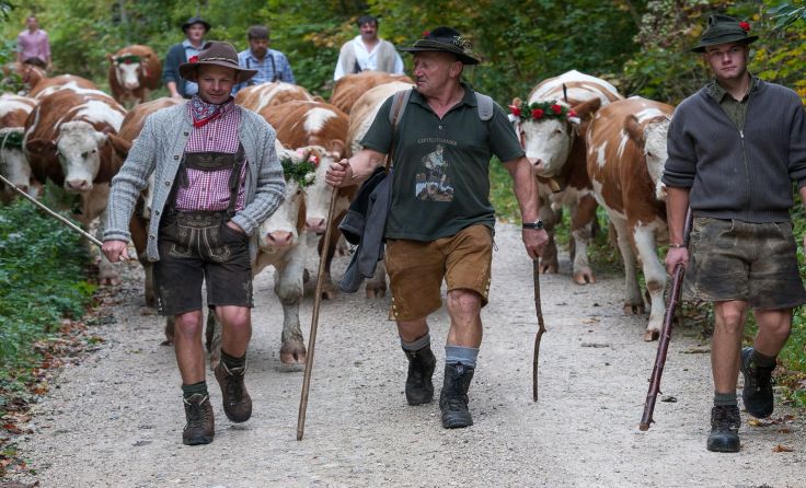 Die Weidegenossenschaft Molln lädt zum Steinbacher Almabtriebsfest ein. Foto: T-Man