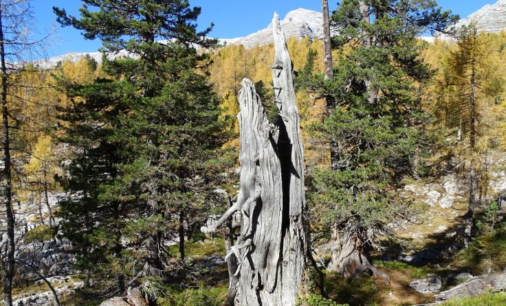 Herbst im Lärchen-Zirbenurwald beim Bergparadies Warscheneck, Foto: Martha Rieß