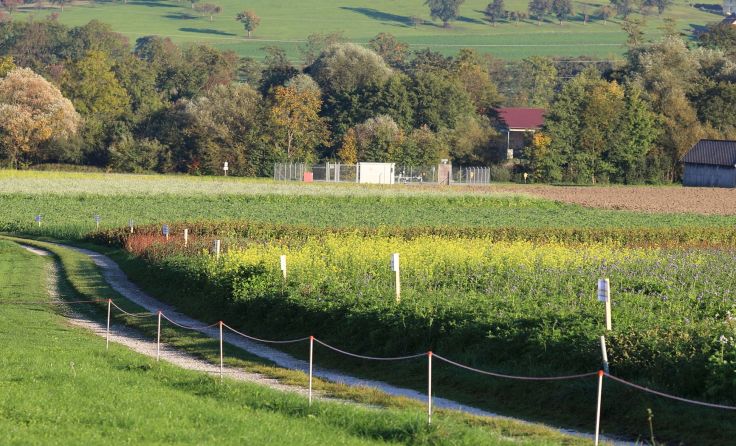 Der Versuch in Inzersdorf ist für Interessierte frei zugänglich. Foto: Ottendorfer