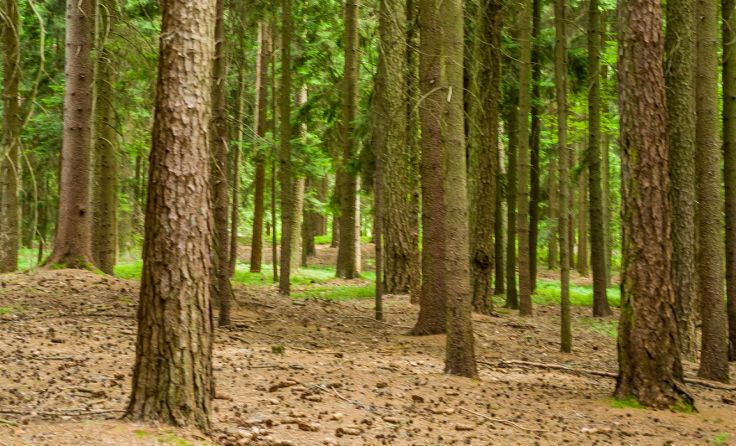 Seit 1. Juli gilt die Waldbrandschutz-Verordnung im Bezirk. Foto: Wodicka