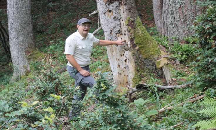 Johann Kammleitner zeigt Spuren vom Specht an einem Stamm. Foto: Winter