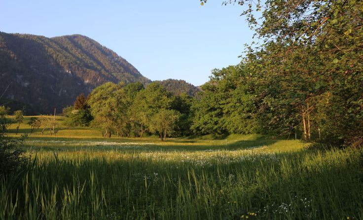 Die Gierer Streuwiese in Roßleithen ist ein Naturschutzgebiet. Foto: Aushelfer