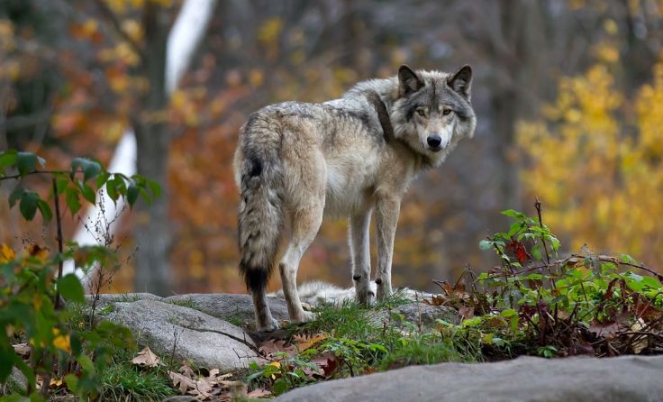 Der Wolf hält Einzug in die Pyhrn-Priel Region. Foto: Jim Cumming/Shutterstock.com