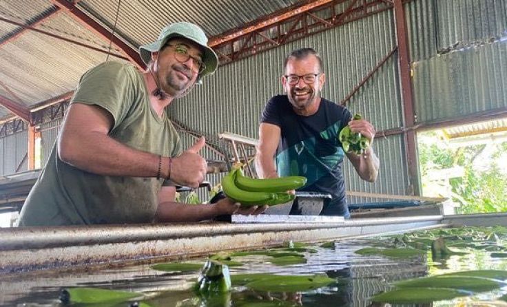 Biogärtner Ploberger in einer Bananenplantage auf Guadeloupe (Foto: lifrapic)