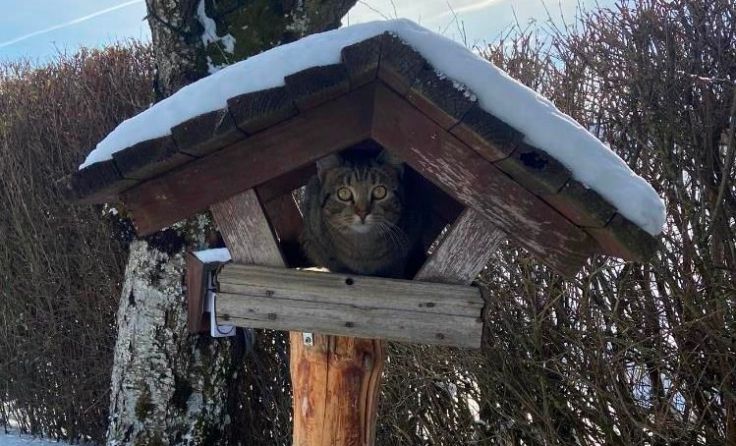 Kater Lilli im Vogelhaus (Foto: Sumann)